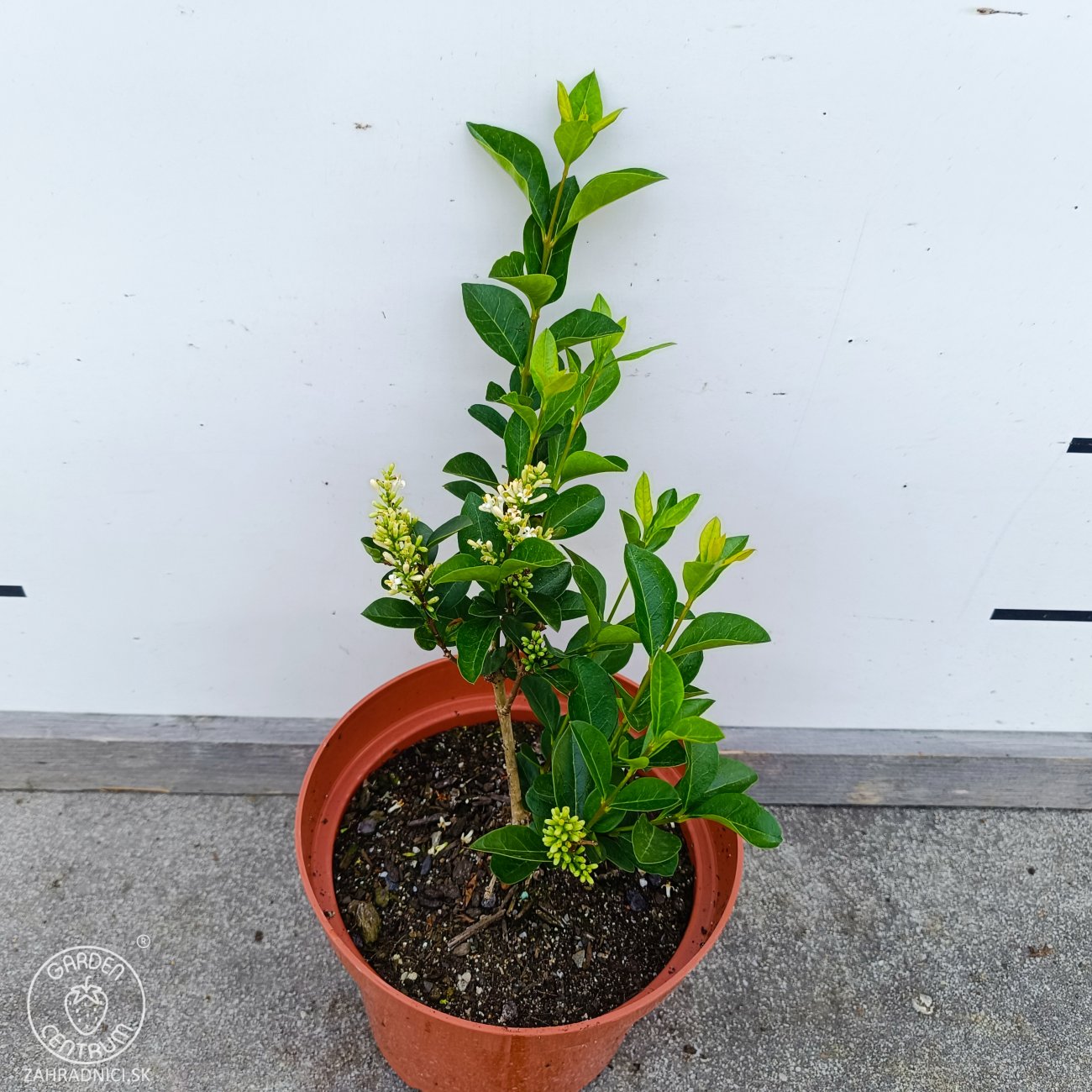 Obrázok Vtáčí zob vajcolistý (Ligustrum Ovalifolium) - výška 30-50 cm, kont. C2L